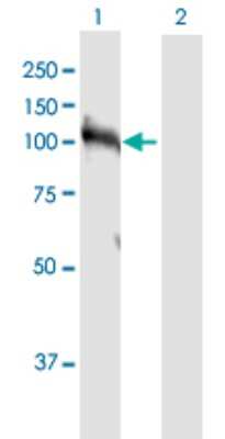 Western Blot: HNRNPUL1 Antibody [H00011100-D01P]