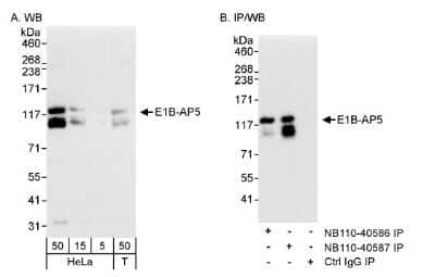 Western Blot: HNRNPUL1 Antibody [NB110-40587]