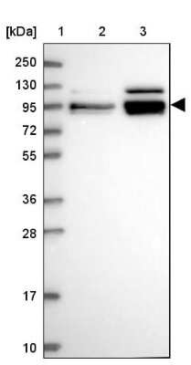 Western Blot: HNRNPUL1 Antibody [NBP2-47432]