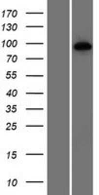 Western Blot: HNRNPUL1 Overexpression Lysate [NBP2-07542]