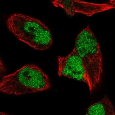 Immunocytochemistry/ Immunofluorescence: HNRNPUL2 Antibody [NBP2-55970]