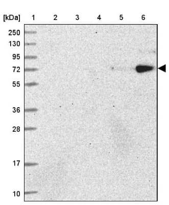 Western Blot: HNRNPUL2 Antibody [NBP1-92001]