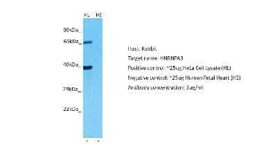 Western Blot: HNRPA3 Antibody [NBP1-80486]