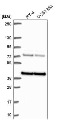 Western Blot: HNRPA3 Antibody [NBP2-56989]