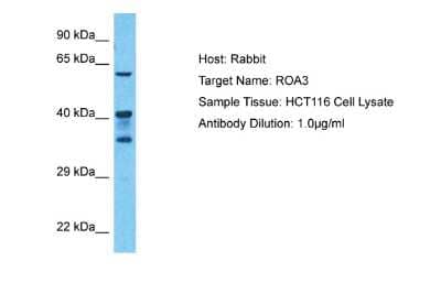 Western Blot: HNRPA3 Antibody [NBP2-87584]