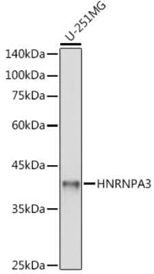 Western Blot: HNRPA3 AntibodyAzide and BSA Free [NBP3-15982]