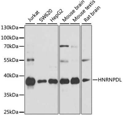 Western Blot: HNRPDL AntibodyBSA Free [NBP3-03622]