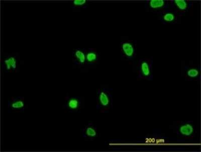 Immunocytochemistry/ Immunofluorescence: HNRPGT Antibody (6F11) [H00027288-M01]