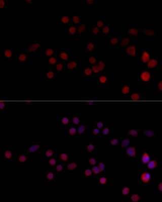 Immunocytochemistry/ Immunofluorescence: HNRPH3 Antibody - BSA Free [NBP3-04683]