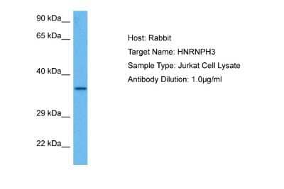 Western Blot: HNRPH3 Antibody [NBP2-84072]