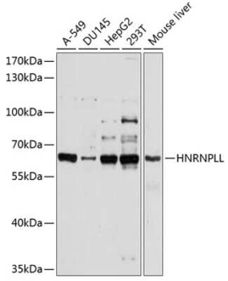 Western Blot: HNRPLL AntibodyBSA Free [NBP3-04889]