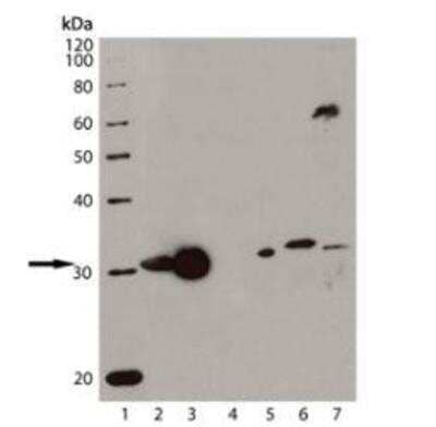 Western Blot: HO-1/HMOX1/HSP32 Antibody (HO-1-1) [NBP1-97507]