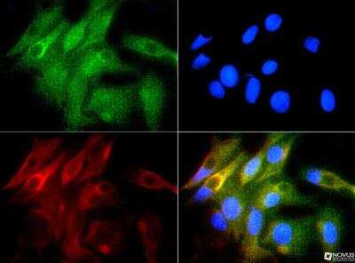 Immunocytochemistry/ Immunofluorescence: HO-1/HMOX1/HSP32 Antibody - BSA Free [NBP1-77460]