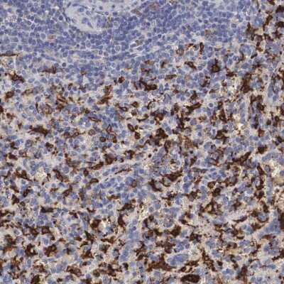 Immunohistochemistry-Paraffin: HO-1/HMOX1/HSP32 Antibody [NBP1-89964]
