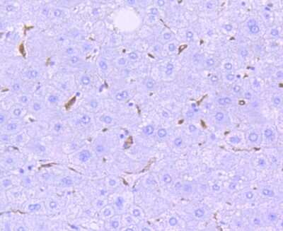 Immunohistochemistry-Paraffin: HO-1/HMOX1/HSP32 Antibody (SP08-07) [NBP2-67382]