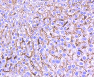 Immunohistochemistry-Paraffin: HO-1/HMOX1/HSP32 Antibody (SP08-07) [NBP2-67382]