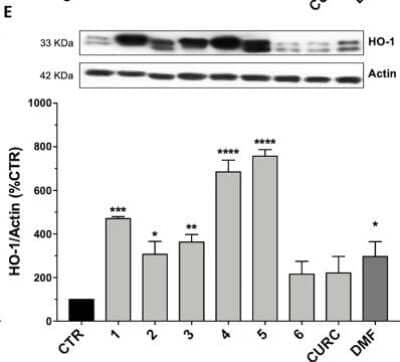 Western Blot: HO-1/HMOX1/HSP32 Antibody [NBP1-31341]