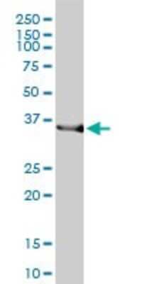 Western Blot: HO-2/HMOX2 Antibody (1D8-1A8) [H00003163-M01]