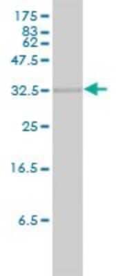 Western Blot: HO-2/HMOX2 Antibody (1D8-1A8) [H00003163-M01]