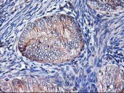 Immunohistochemistry: HO-2/HMOX2 Antibody (OTI1C2) - Azide and BSA Free [NBP2-70895]