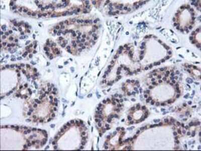 Immunohistochemistry: HO-2/HMOX2 Antibody (OTI1C2) - Azide and BSA Free [NBP2-70895]
