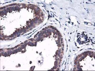 Immunohistochemistry: HO-2/HMOX2 Antibody (OTI1C2) - Azide and BSA Free [NBP2-70895]