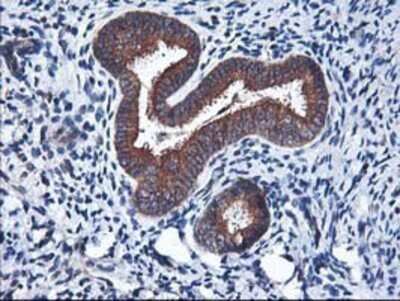 Immunohistochemistry: HO-2/HMOX2 Antibody (OTI1C2) - Azide and BSA Free [NBP2-70895]