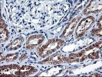 Immunohistochemistry: HO-2/HMOX2 Antibody (OTI1C2) - Azide and BSA Free [NBP2-70895]