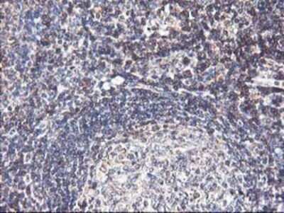 Immunohistochemistry: HO-2/HMOX2 Antibody (OTI1C2) - Azide and BSA Free [NBP2-70895]