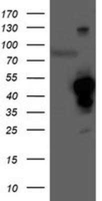 Western Blot: HO-2/HMOX2 Antibody (OTI1C2)Azide and BSA Free [NBP2-70895]