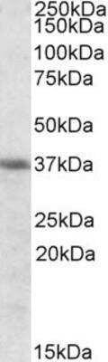 Western Blot: HO-2/HMOX2 Antibody [NBP1-36745]