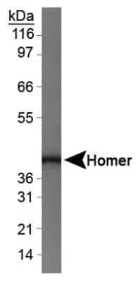Western Blot: HOMER1 Antibody [NBP1-44999]