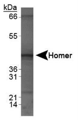 Western Blot: HOMER1 Antibody [NBP1-44999]