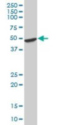 Western Blot: HOMER2 Antibody [H00009455-B01P]