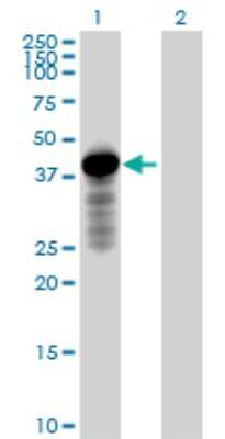 Western Blot: HOMER2 Antibody [H00009455-B01P]