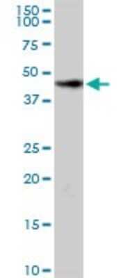 Western Blot: HOMER2 Antibody [H00009455-D01P]