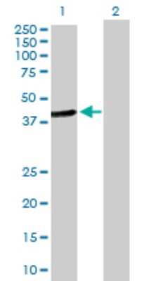 Western Blot: HOMER2 Antibody [H00009455-D01P]