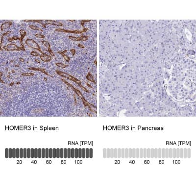 Immunohistochemistry-Paraffin: HOMER3 Antibody [NBP2-32607]