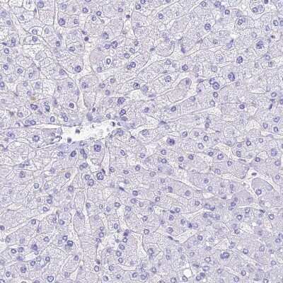 Immunohistochemistry-Paraffin: HOMER3 Antibody [NBP2-32607]