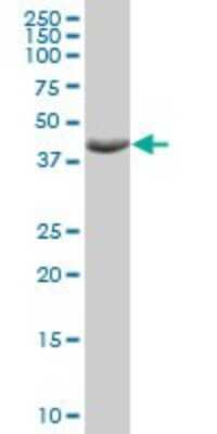 Western Blot: HOMER3 Antibody [H00009454-B01P]