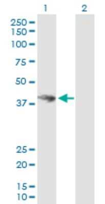 Western Blot: HOMER3 Antibody [H00009454-B01P]