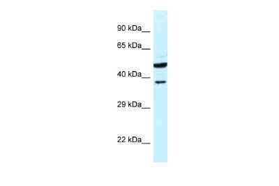 Western Blot: HOMER3 Antibody [NBP2-85057]