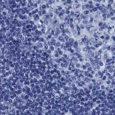 Immunohistochemistry-Paraffin: HOOK1 Antibody [NBP1-81745]