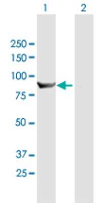 Western Blot: HOOK1 Antibody [H00051361-B01P]