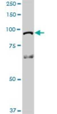 Western Blot: HOOK1 Antibody [H00051361-D01P]