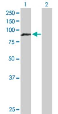 Western Blot: HOOK1 Antibody [H00051361-D01P]