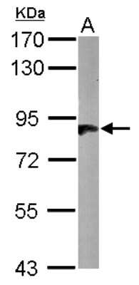 Western Blot: HOOK2 Antibody [NBP2-14986]