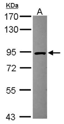 Western Blot: HOOK2 Antibody [NBP2-14986]