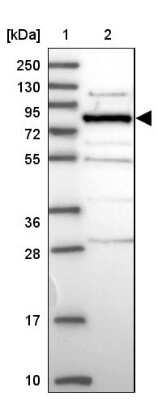 Western Blot: HOOK2 Antibody [NBP2-47429]