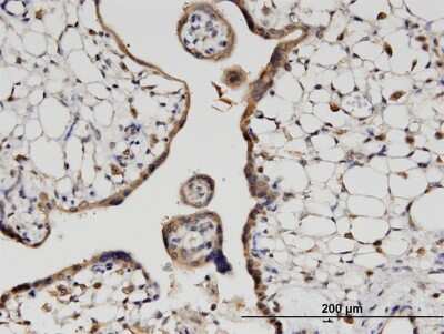 Immunohistochemistry-Paraffin: HOOK3 Antibody (3A5) [H00084376-M04]